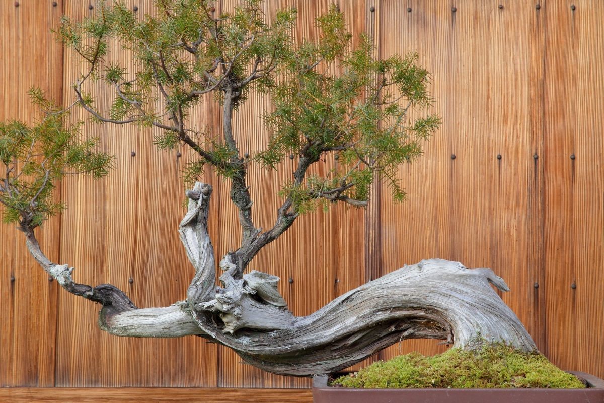 What is a Bonsai Tree? Symbolism, Care, and Tips for Growing Your Own –  Daitool