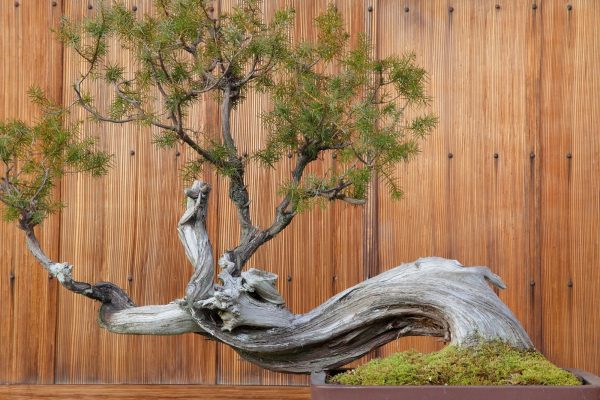 What is a Bonsai Tree? Symbolism, Care, and Tips for Growing Your Own –  Daitool