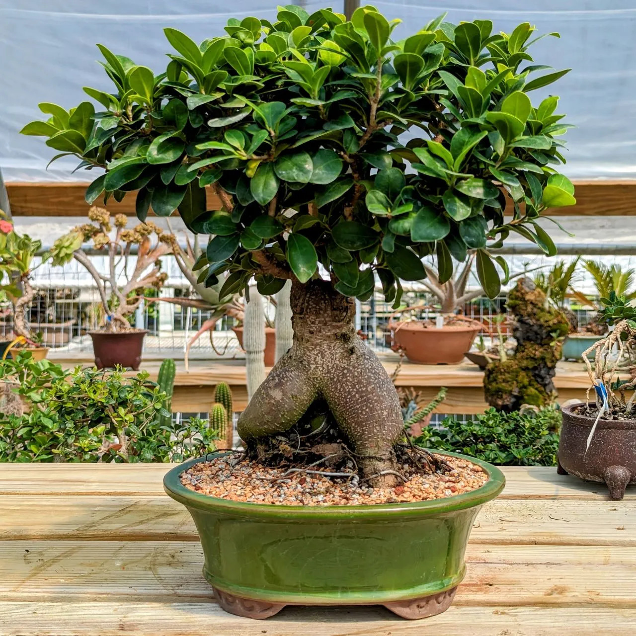 Totally Absurd but Very Cool Ginseng Grafted Ficus Bonsai - Bonsai Outlet