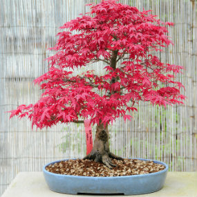 Caring for a Bonsai Tree – Hoselink