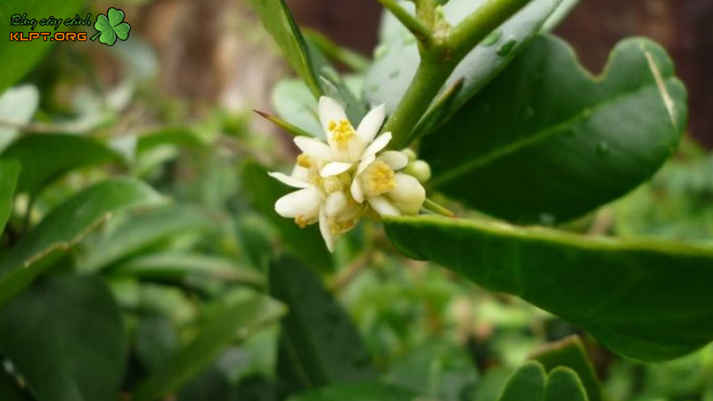 Cây Quýt Rừng Bonsai: Đặc Điểm, Cách Trồng và Chăm Sóc