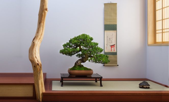 The Enchantment of Japanese Bonsai: A Timeless Art Form - Bonsai Plaza