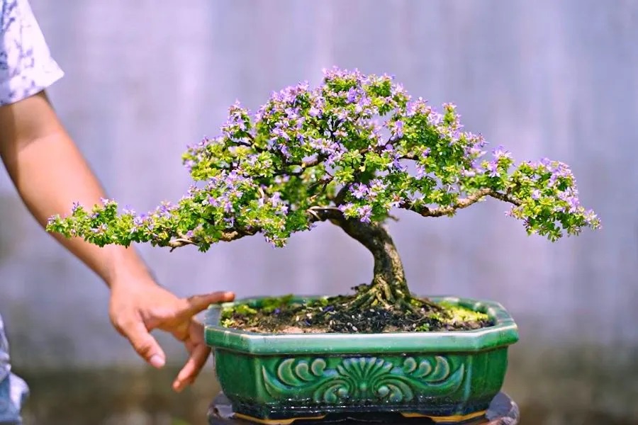 TOP 10+ Cây Bonsai Đà Nẵng Đa Dạng Kiểu Dáng, Đẹp Mắt