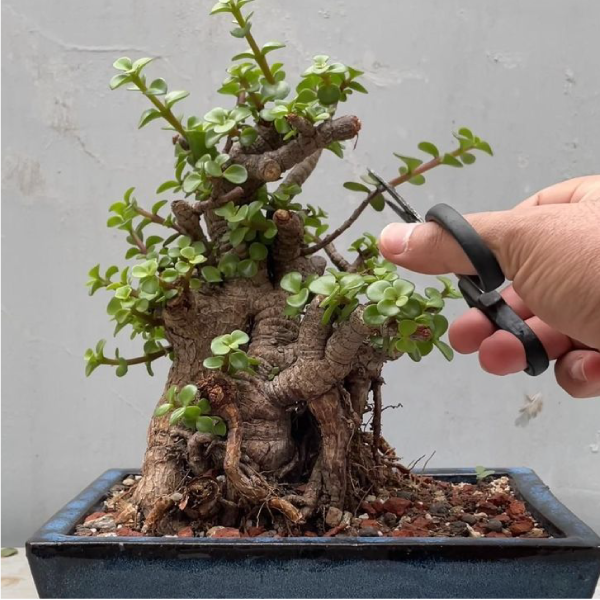 Cách Trồng Và Chăm Sóc Cây Cảnh Bonsai