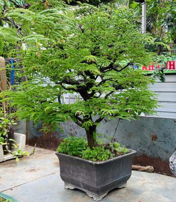 5 Bí Quyết Giúp Cây Cảnh Bonsai Sống Khỏe Ngoài Trời Nắng Nóng - Nhà Vườn  Khánh Võ cây cảnh, cây giống nhập ngoại, giao hàng toàn quốc