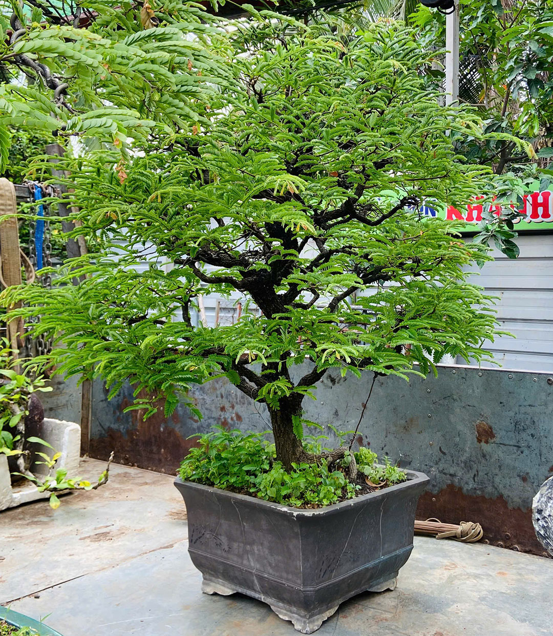 5 Bí Quyết Giúp Cây Cảnh Bonsai Sống Khỏe Ngoài Trời Nắng Nóng - Nhà Vườn  Khánh Võ cây cảnh, cây giống nhập ngoại, giao hàng toàn quốc
