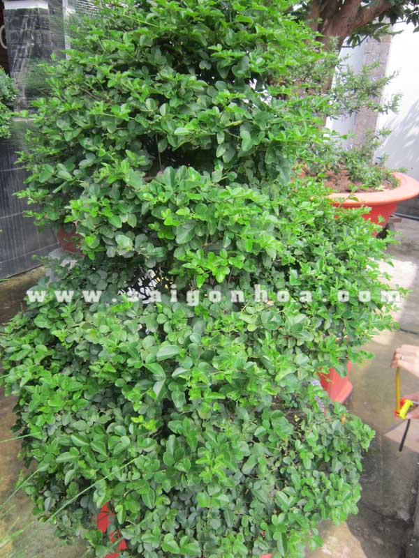 Cây Kim Quýt Bonsai: Ý Nghĩa, Cách Trồng và Chăm Sóc