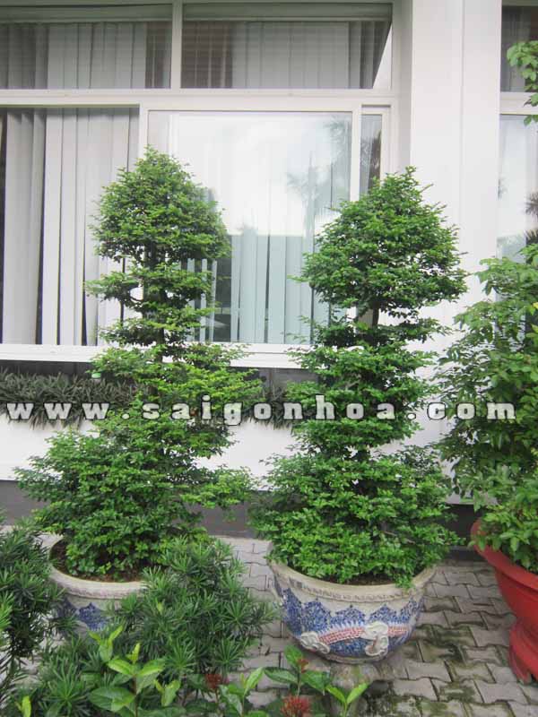 Cây Kim Quýt Bonsai: Ý Nghĩa, Cách Trồng và Chăm Sóc