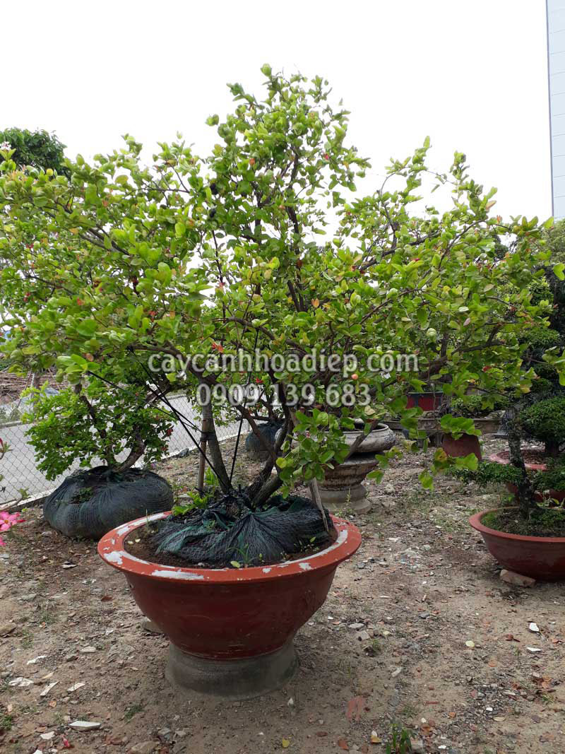 Cây Bùm Sụm Bonsai Đặc Điểm Tác Dụng Cách Chăm Sóc