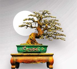 Cây Cẩm Thị Bonsai Đặc Điểm Ý Nghĩa Cách Chăm Sóc