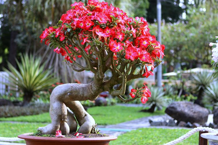Cây Canh Châu Bonsai Tìm Hiểu Đặc Điểm Cách Chăm Sóc