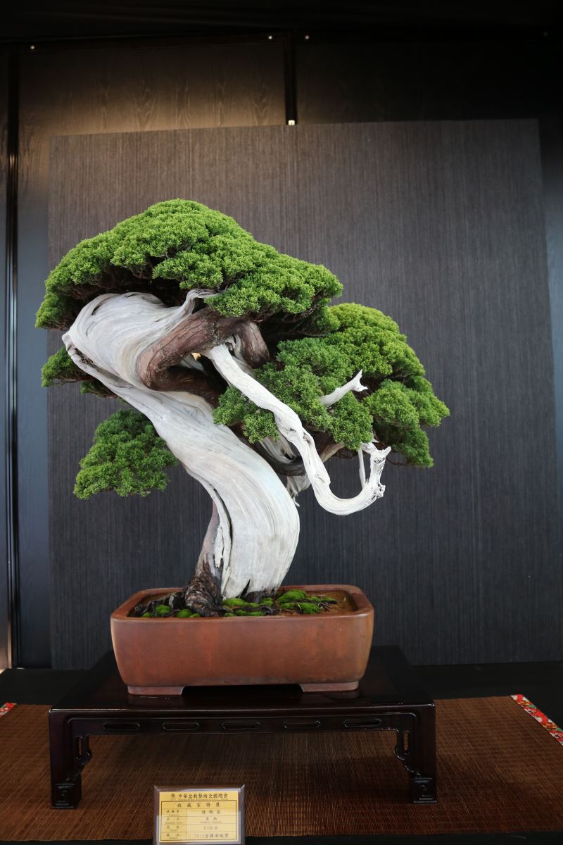 Cây sơn trà bonsai: Chăm sóc và Ý nghĩa