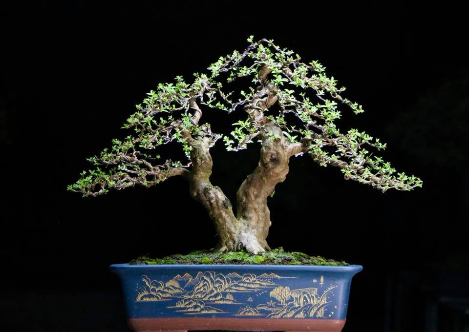 Cây Chòi Mòi Bonsai Đặc Điểm Ý Nghĩa Cách Chăm Sóc