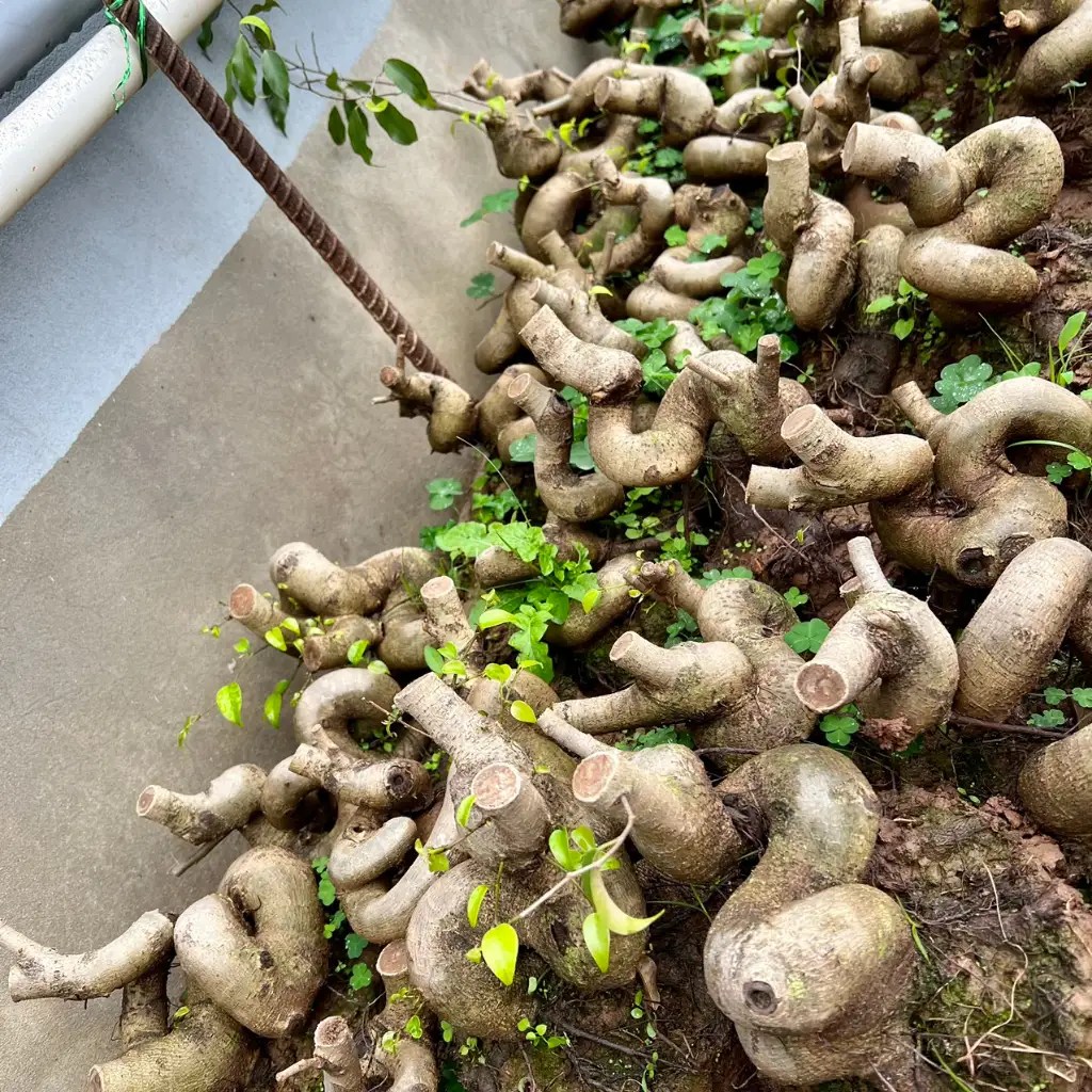 Cây Đa Bonsai: Sự Lựa Chọn Hoàn Hảo Cho Không Gian Sống