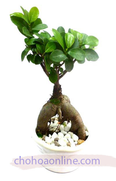 Cây Đa Bonsai: Sự Lựa Chọn Hoàn Hảo Cho Không Gian Sống