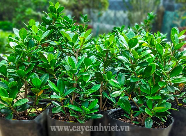 Cây Đa Bonsai: Sự Lựa Chọn Hoàn Hảo Cho Không Gian Sống