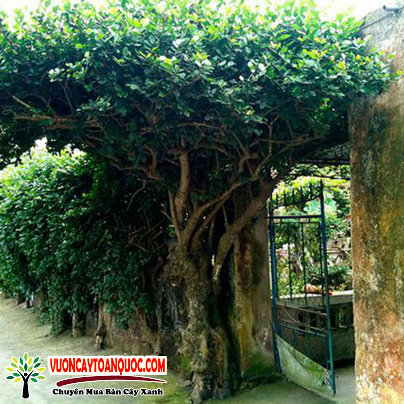 Cây Duối Bonsai Đẹp Ý Nghĩa Phong Thủy Cách Chăm Sóc