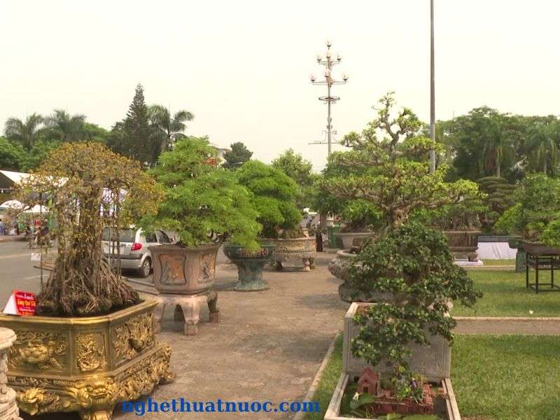 Cây Duối Bonsai Đẹp - Vườn Tinh Mộc