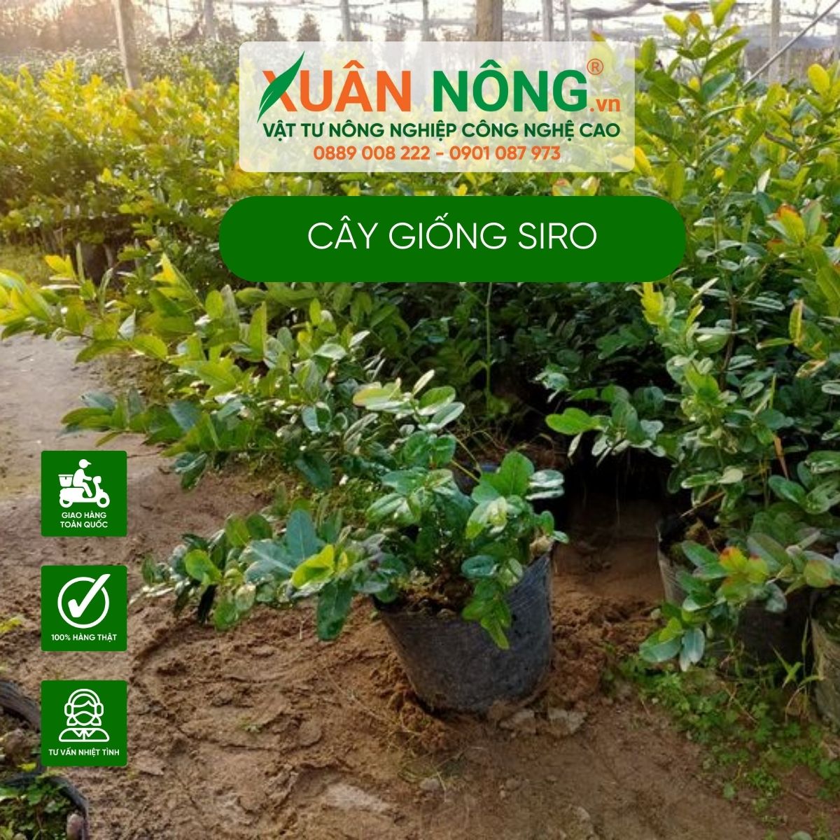 Tìm hiểu về cây siro bonsai