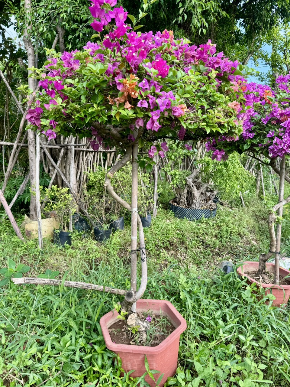 Những cây hoa giấy bonsai đẹp tại Vườn Tinh Mộc