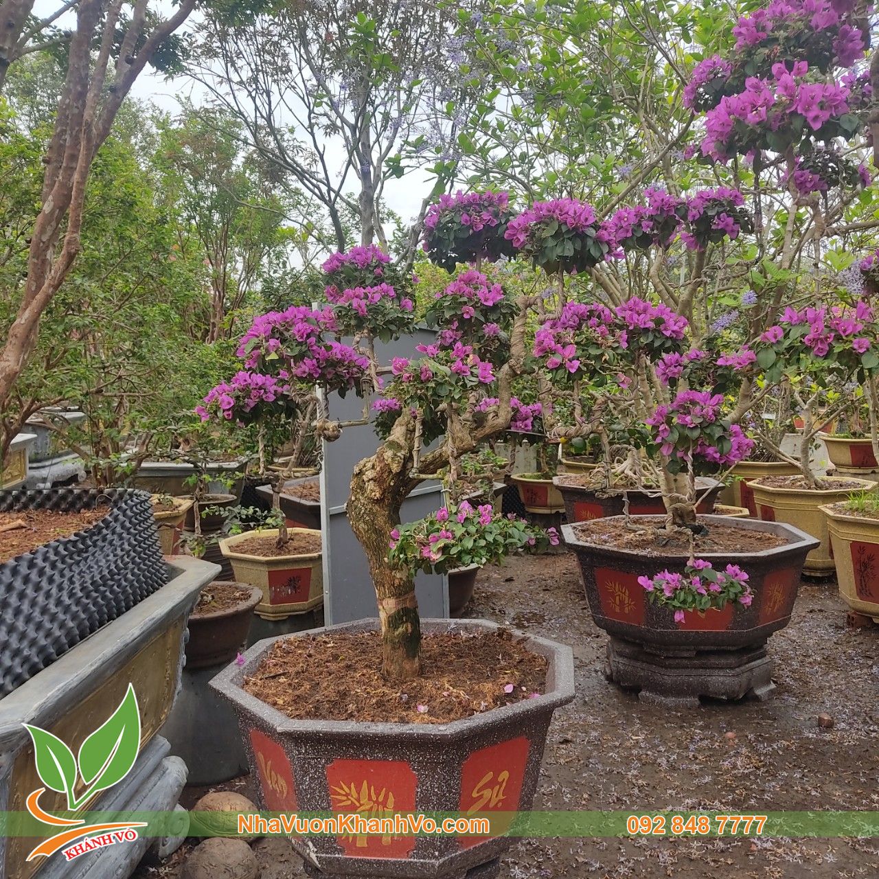 Cây Hoa Sữa Bonsai: Tạo Điểm Nhấn Cho Không Gian Sống