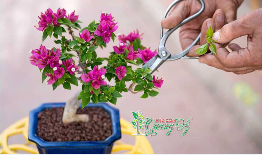 Cây Hoa Sữa Bonsai Tạo Điểm Nhấn Độc Đáo Không Gian