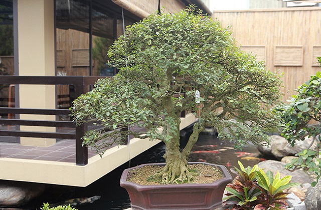 Hồng Ngọc Mai Bonsai Đặc Điểm Công Dụng Cách Chăm Sóc