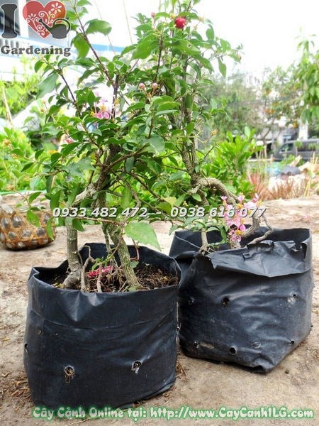 Cây Hồng Ngọc Mai Bonsai – Đặc Điểm, Công Dụng và Cách Chăm Sóc