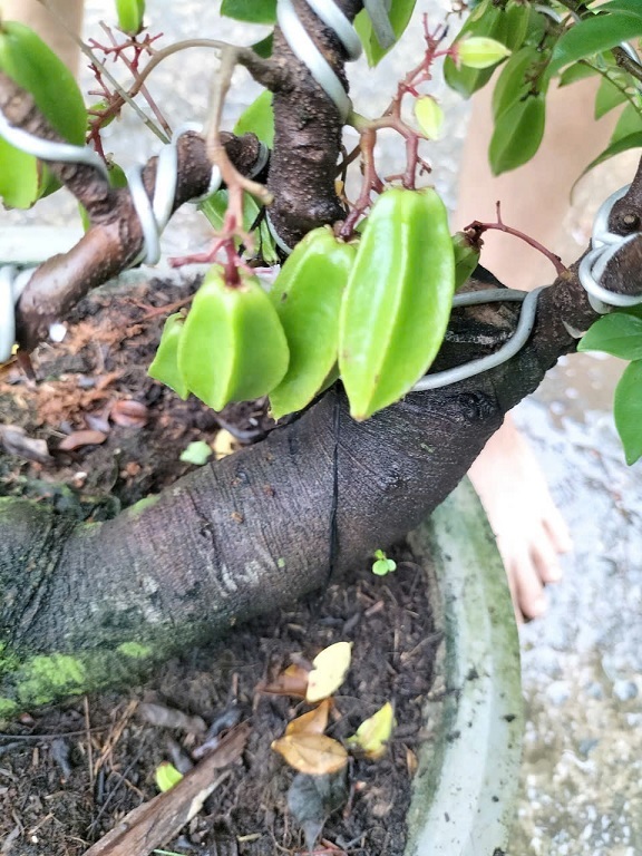 Cây Khế Bonsai Tổng Quan Và Hướng Dẫn Chăm Sóc Chi Tiết