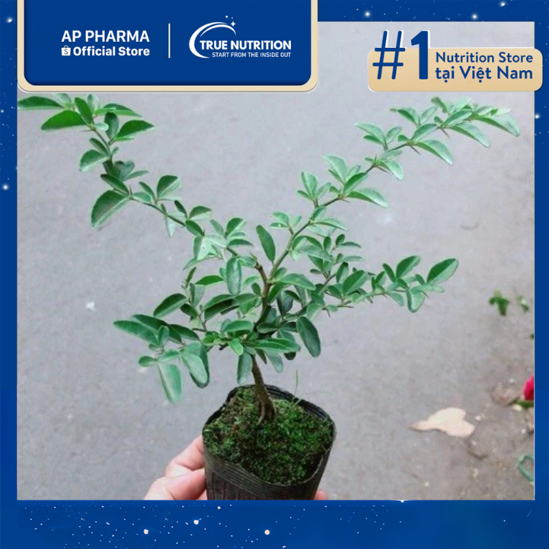 Cây Kim Quýt Bonsai Ý Nghĩa Cách Trồng Và Chăm Sóc