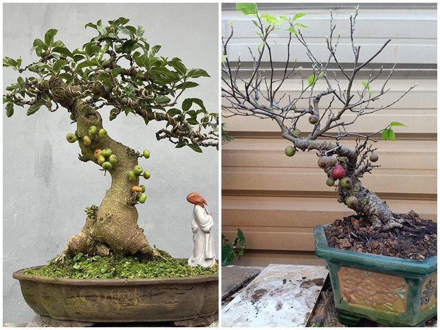 Cây Đa Bonsai: Sự Lựa Chọn Hoàn Hảo Cho Không Gian Sống