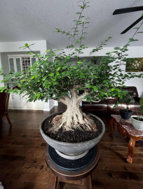 Cây Tùng Đen Bonsai: Đặc Điểm, Ý Nghĩa và Cách Chăm Sóc