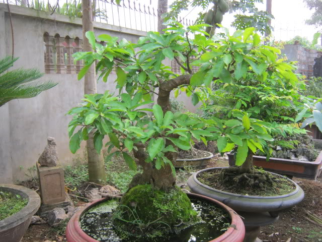 Cây Lộc Vừng Bonsai Lựa Chọn Tuyệt Vời Cho Không Gian