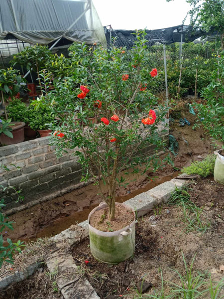 Cây Lựu Bonsai Cây Cảnh Phong Thủy Cho Mọi Không Gian