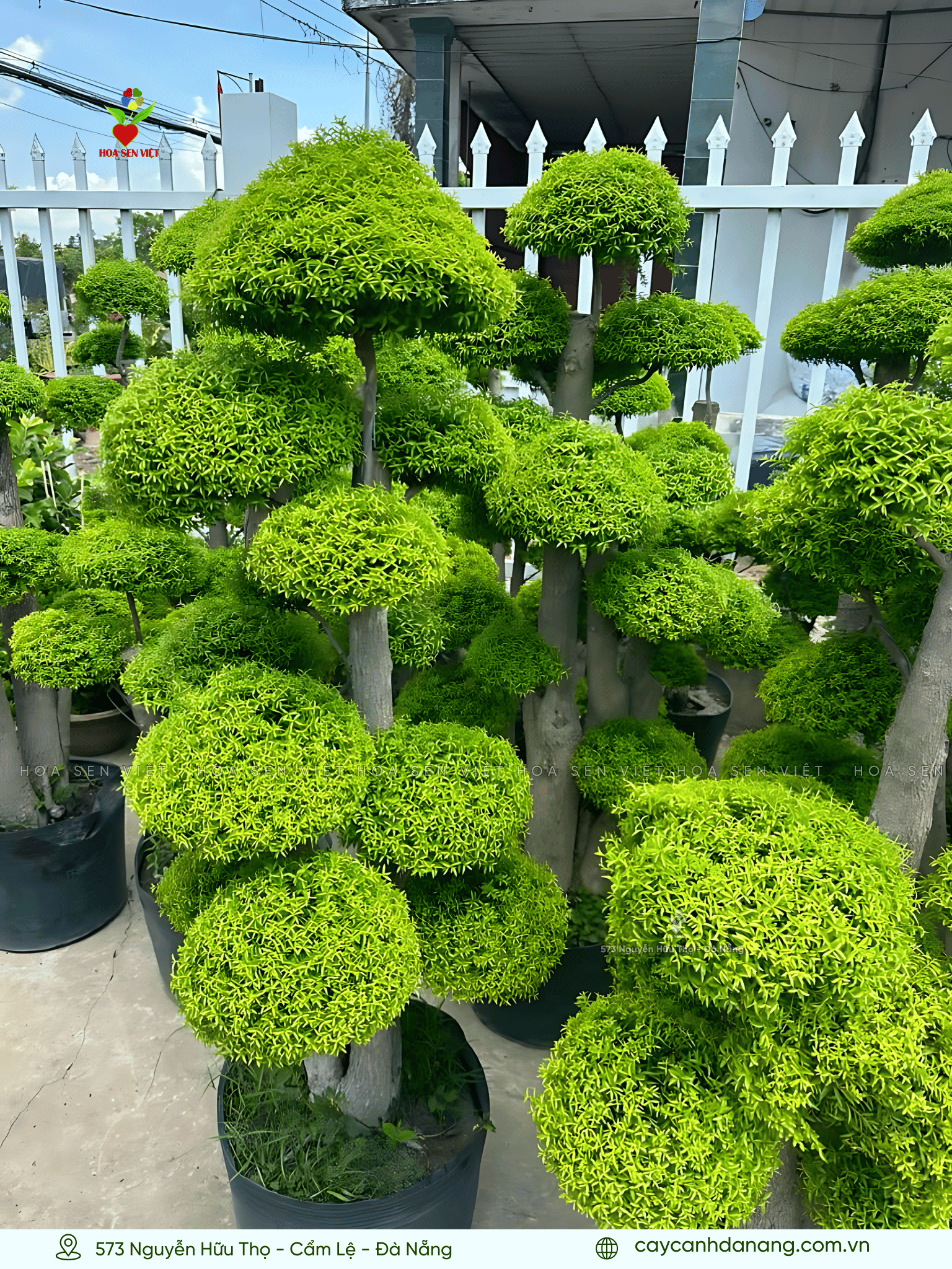 Cây Mai Xanh Bonsai Đặc Điểm Cách Chăm Sóc Và Lợi Ích