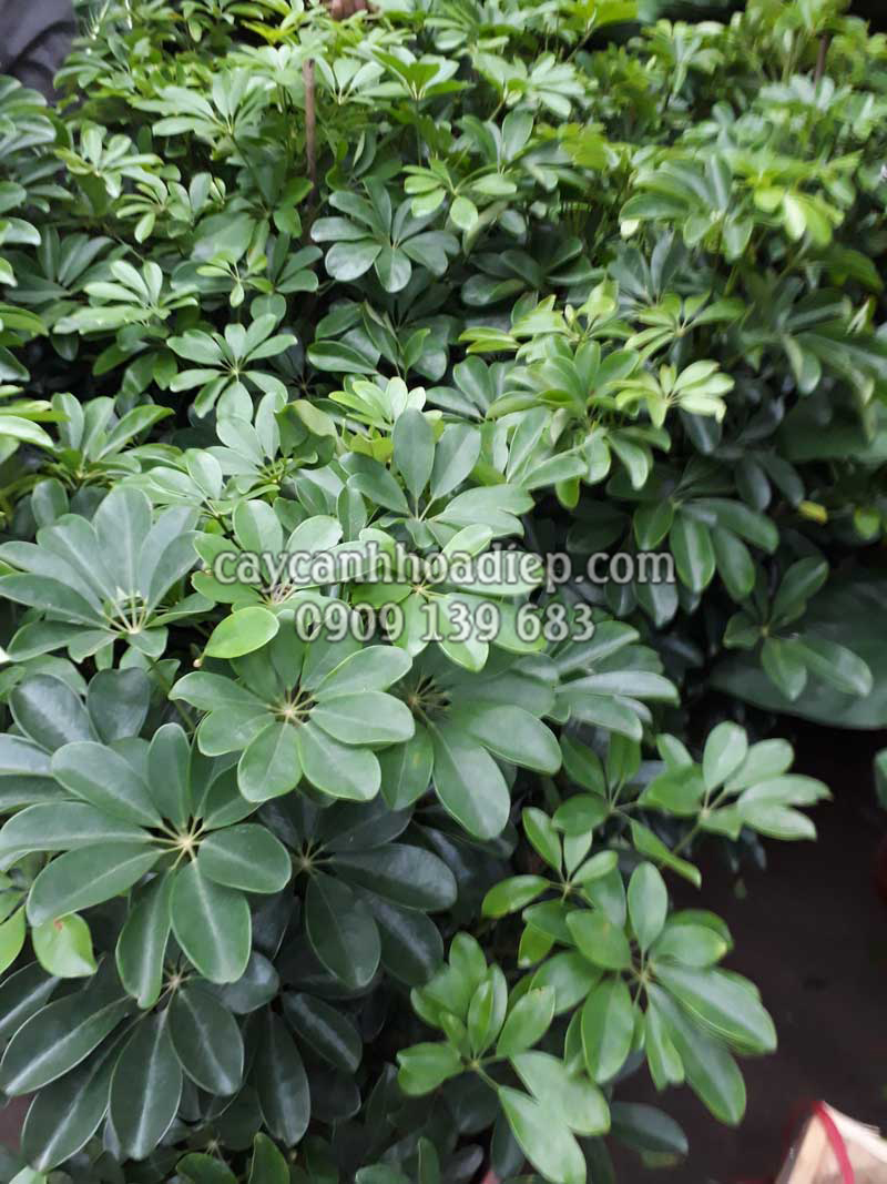 Cây Ngũ Gia Bì Bonsai: Tạo Điểm Nhấn Tự Nhiên Cho Không Gian