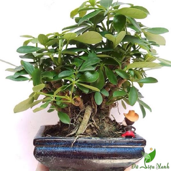 Ngũ Gia Bì Bonsai Tạo Điểm Nhấn Tự Nhiên Cho Không Gian