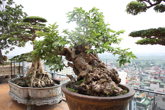 Cây Sang Bonsai - Đặc Điểm, Chăm Sóc và Mua Bán Tại Vườn Tinh Mộc