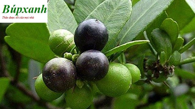 Cây Quýt Rừng Bonsai: Đặc Điểm, Cách Trồng và Chăm Sóc