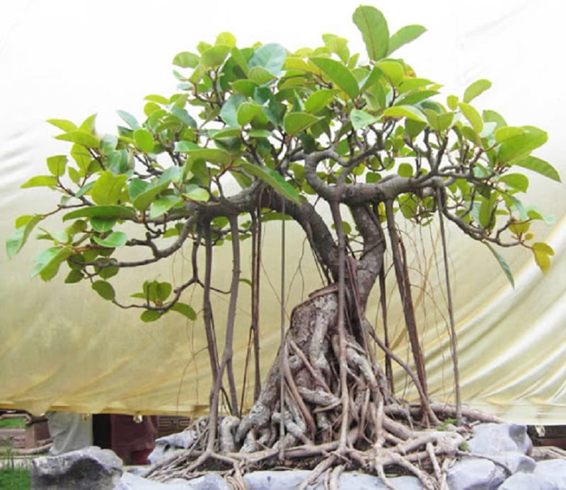 Quýt Rừng Bonsai Đặc Điểm Cách Trồng Và Chăm Sóc Đúng