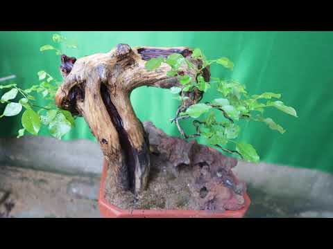 Cây Sầm Đá Bonsai - Vẻ đẹp và Ý nghĩa trong nghệ thuật trồng bonsai