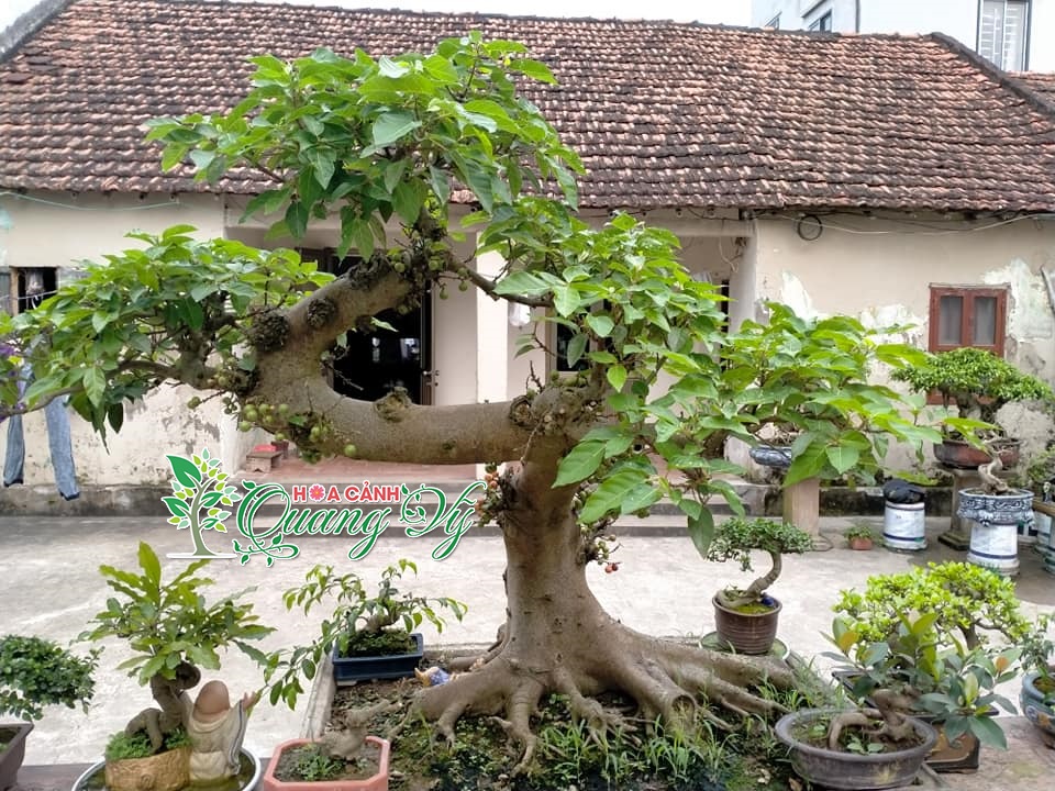 Cây Sang Bonsai Đặc Điểm Và Kỹ Thuật Chăm Sóc Đúng Cách