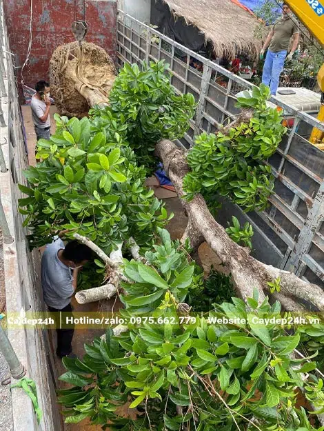 Cây Sang Bonsai - Đặc Điểm, Chăm Sóc và Mua Bán Tại Vườn Tinh Mộc