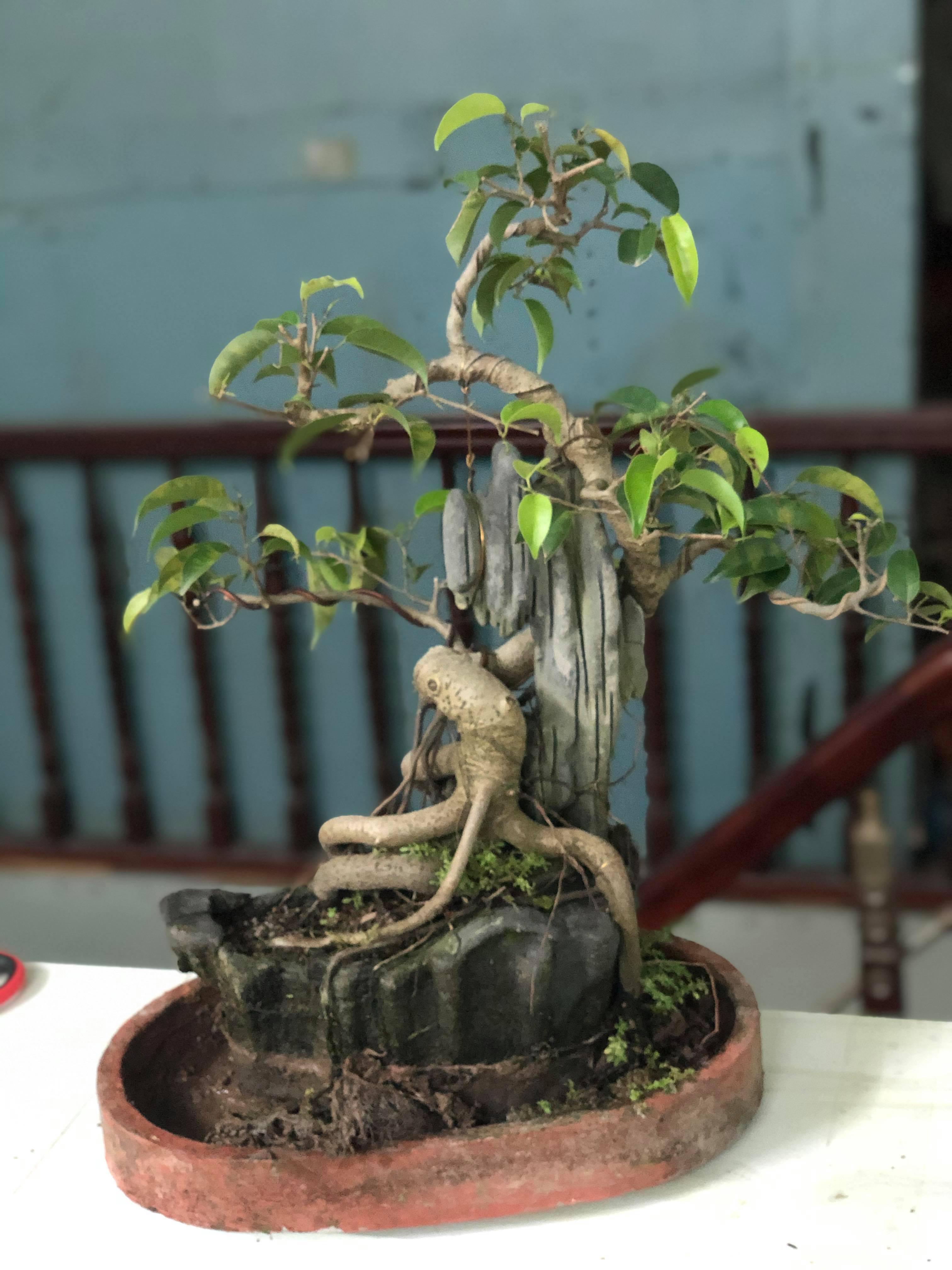 Cây Sanh Bonsai Mini Ôm Đá - Chăm Sóc và Trồng Cây Chuẩn
