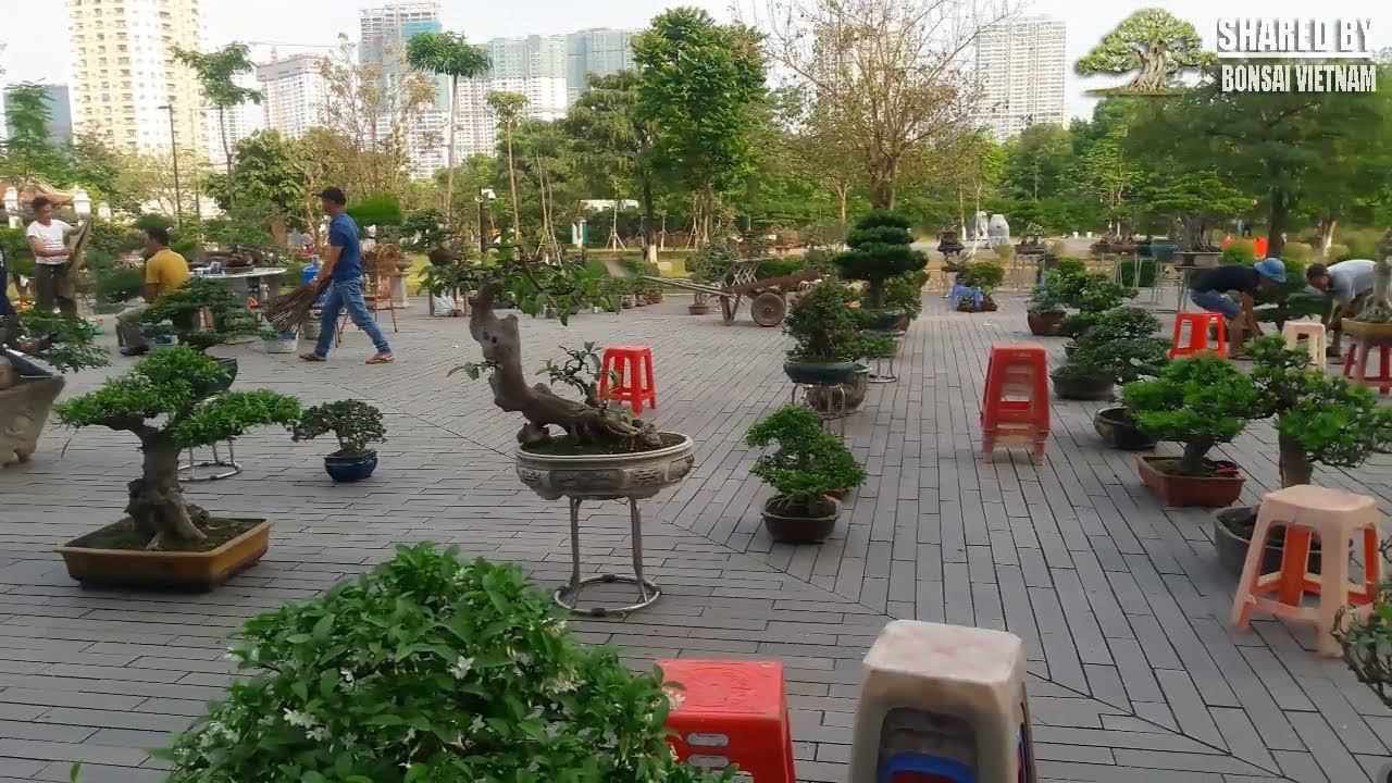 Cây Sếu Bonsai – Đặc Điểm và Cách Chăm Sóc