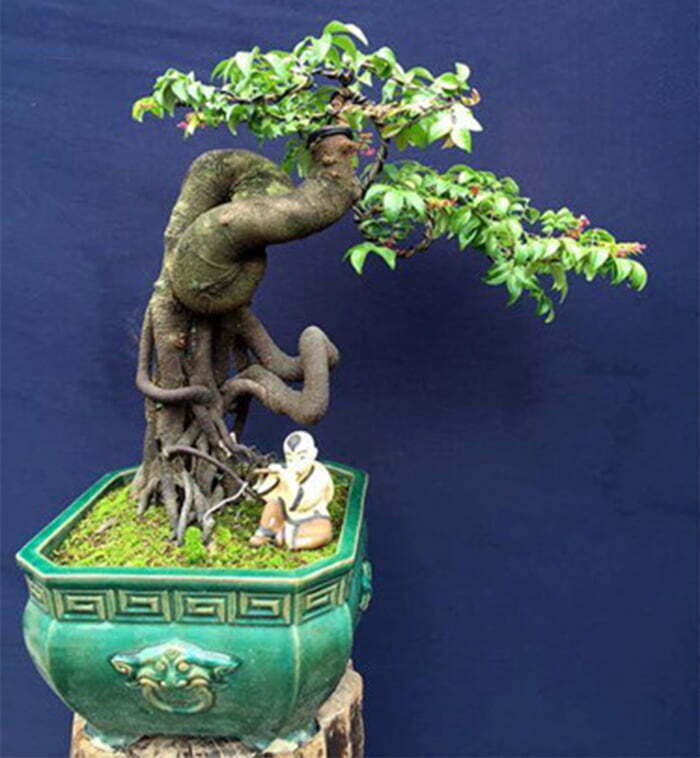 Cây Si Bonsai Mini – Chọn Lựa Và Chăm Sóc Đúng Cách
