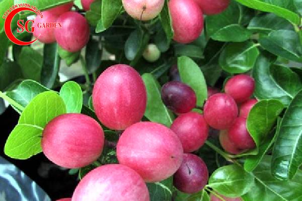 Tìm hiểu về cây siro bonsai