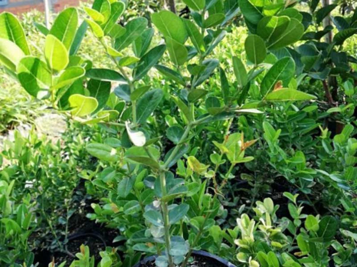 Tìm hiểu về cây siro bonsai