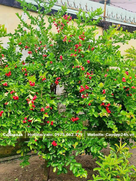 Tìm hiểu về cây siro bonsai