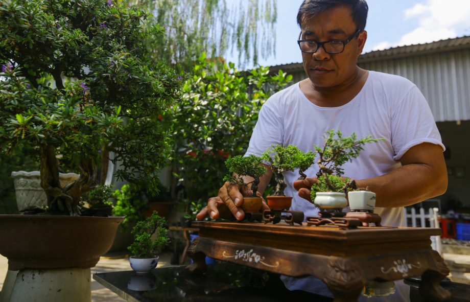 Cây Sơn Liễu Bonsai: Đặc Điểm, Ý Nghĩa, Cách Trồng và Chăm Sóc